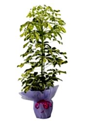 3´Lü Şeflera