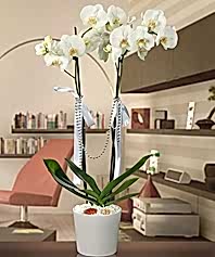 İki Dallı Phalenopsis Orkide