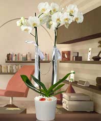 İki Dallı Phalenopsis Orkide